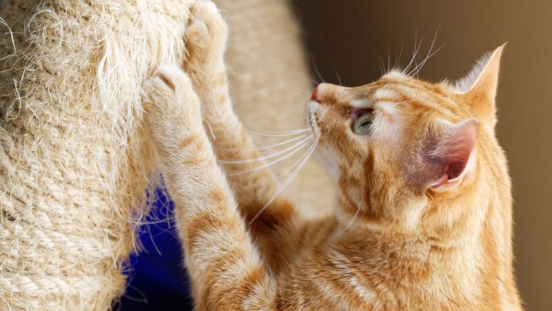 Cần làm các xét nghiệm máu chuyên sâu để xác định vi khuẩn gây bệnh trên mèo