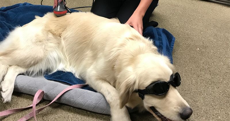 Chó khó khăn khi di chuyển hai chân sau, loạng choạng, ngả nghiêng là các dấu hiệu cho thấy bệnh DM ở chó