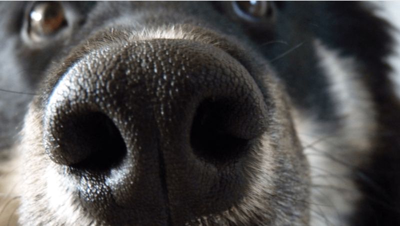 Chảy máu cam ở chó