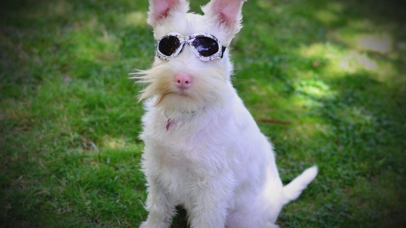 Chó có thể bị bạch tạng không