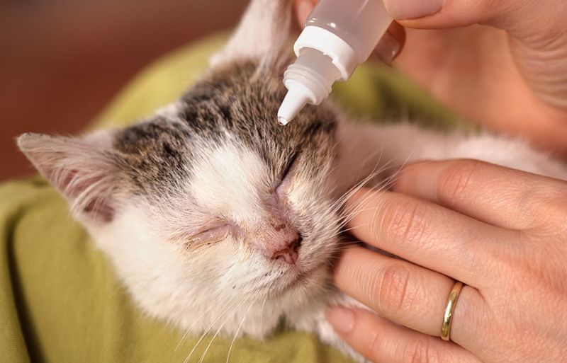 Mèo có thể bị viêm kết mạc do nhiễm trùng hoặc tác động vật lý gây nên