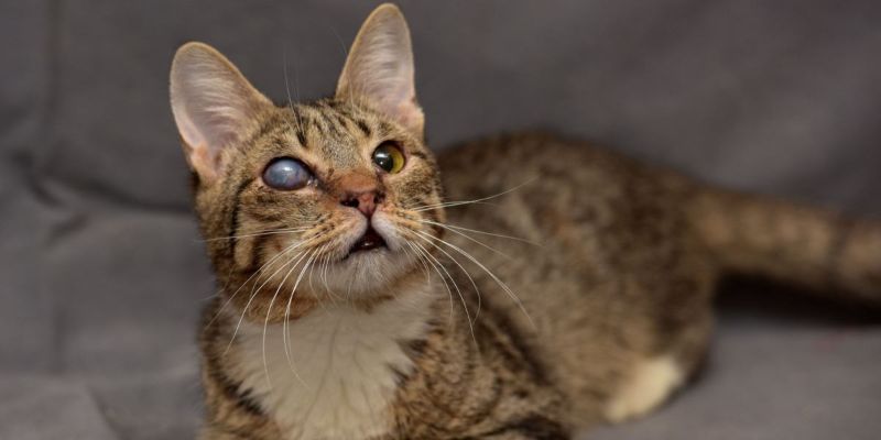 Bệnh đục thủy tinh thể thường xuất hiện ở mèo già gây suy giảm thị lực và mù lòa