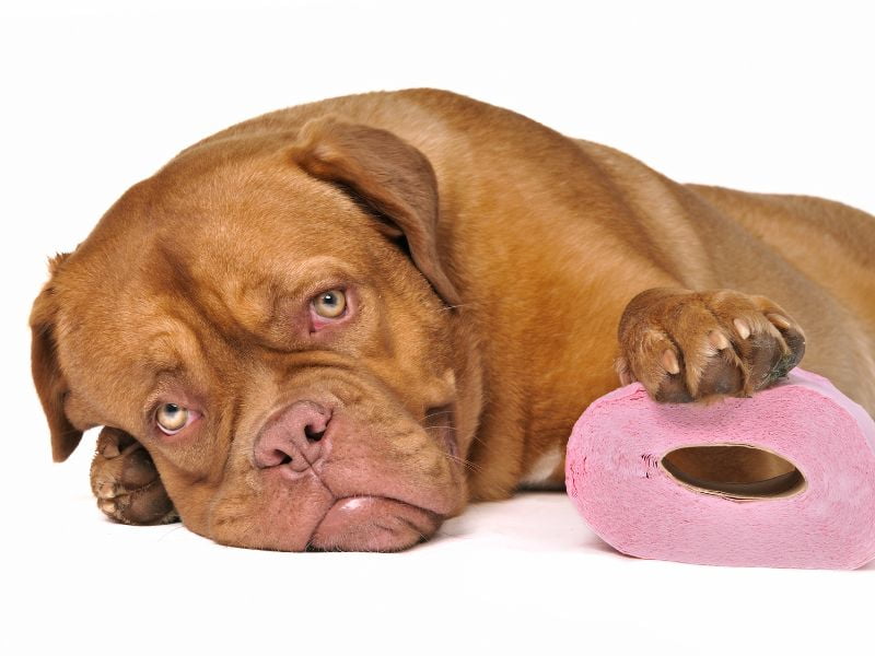 Chó bị viêm đại tràng thường tiêu chảy hay phân lỏng cùng với máu lẫn trong phân