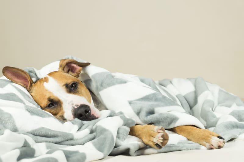 Chó bị viêm phổi thường sẽ thở nhanh, ho nhiều, mệt mỏi, bỏ ăn,...