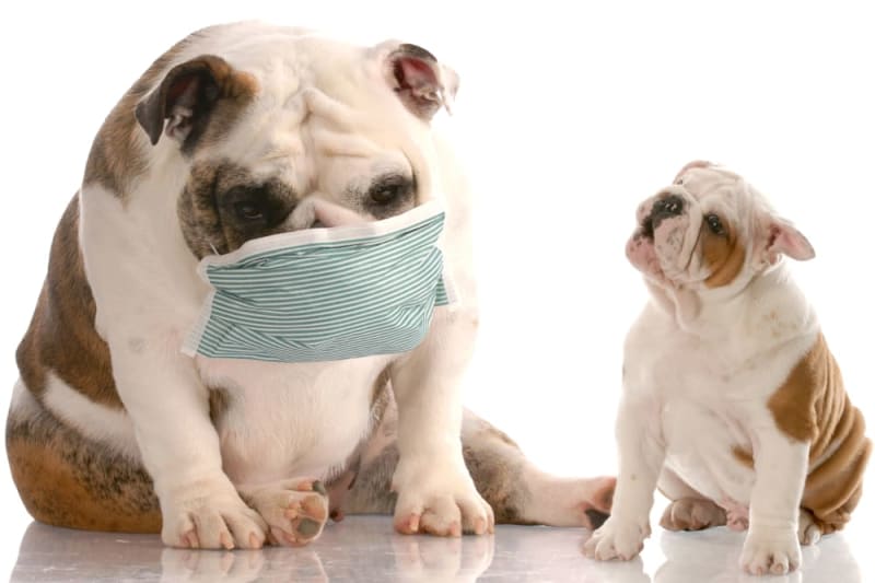 Viêm phổi ở chó