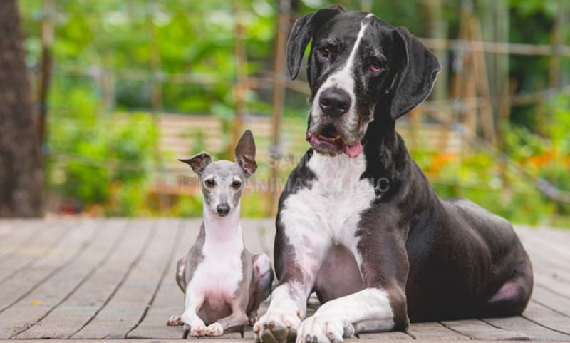 Lời khuyên để chó sống lâu hơn