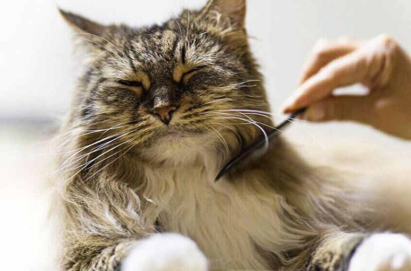 Chăm sóc mèo bị khô da đúng cách 