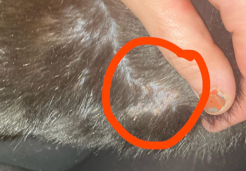 Nhu cầu dinh dưỡng ở mèo bị khô da