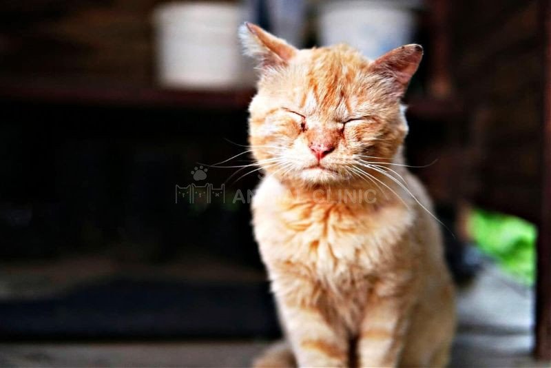 Mèo bị viêm kết mạc thường nheo mắt hoặc nhắm mắt lại do nhạy cảm với ánh sáng