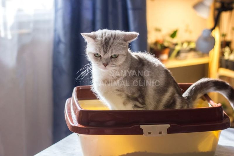 Dấu hiệu mèo bị táo bón