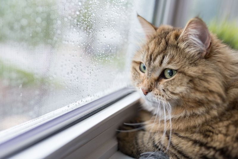 Khắc phục tình trạng mèo bị trầm cảm