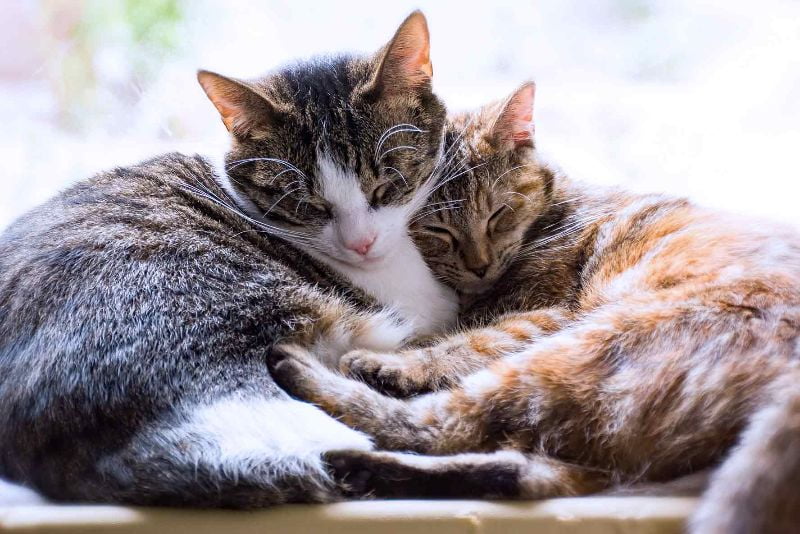 Có nhiều loại ung thư hạch mà mèo có thể mắc phải