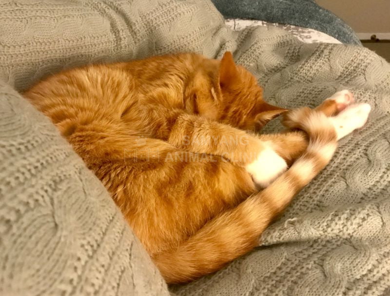 Dấu hiệu mèo bị viêm khớp