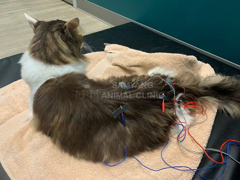 Điều trị viêm khớp ở mèo