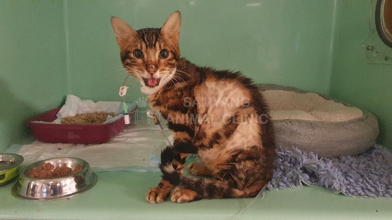 Chưa có thuốc đặc trị hiệu quả cho bệnh FIP ở mèo