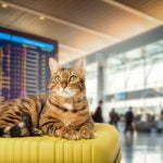 Dịch vụ xuất cảnh chó mèo