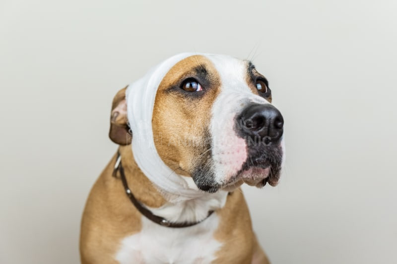 Không thể tự ý điều trị tụ máu tai ở chó tại nhà. nhưng bạn có thể chăm sóc chúng theo sự hướng dẫn của bác sĩ thú y