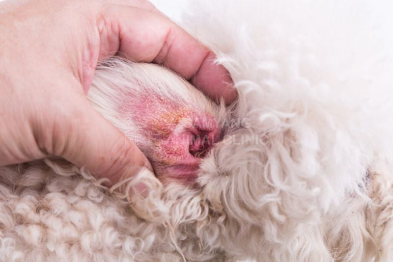 Triệu chứng chó bị tụ máu tai