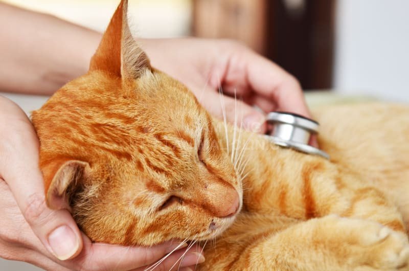 Mèo mắc bệnh ung thư có thể do di truyền hoặc một nguyên nhân thứ phát nào khác