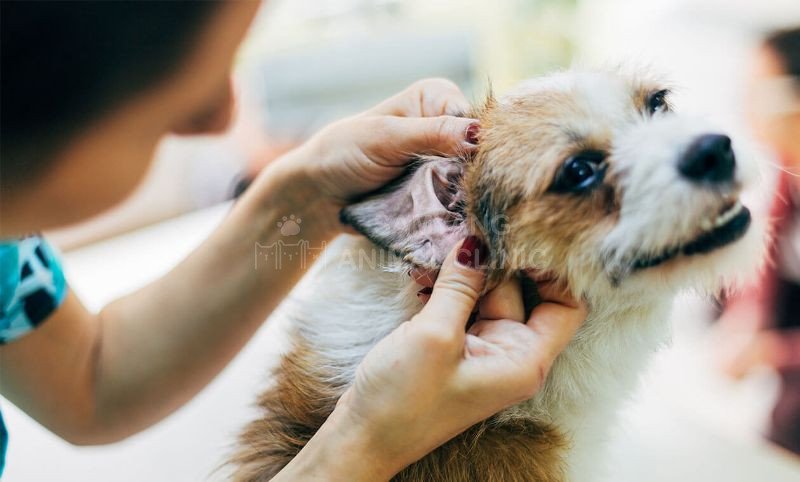 Triệu chứng chó bị viêm da do nấm men