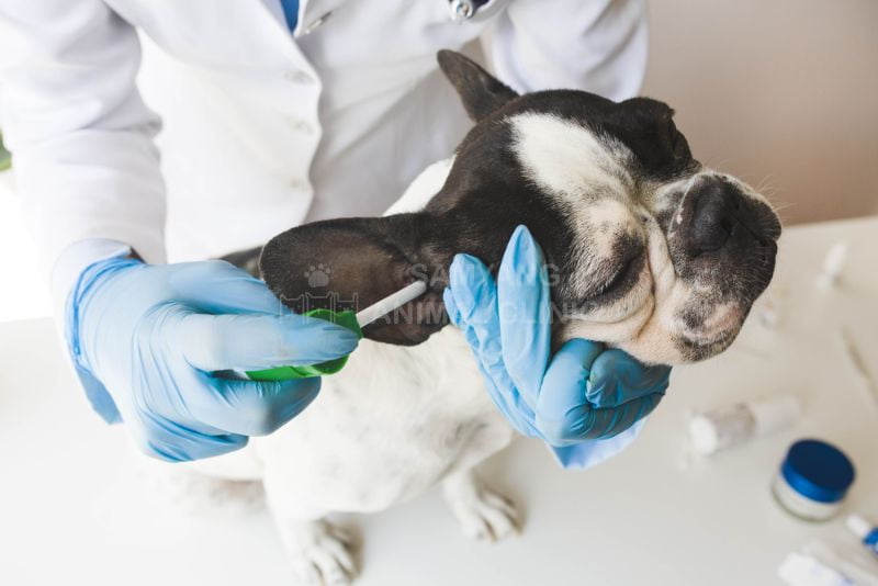 Điều trị viêm da cho chó cần dựa trên nguyên nhân gây bệnh