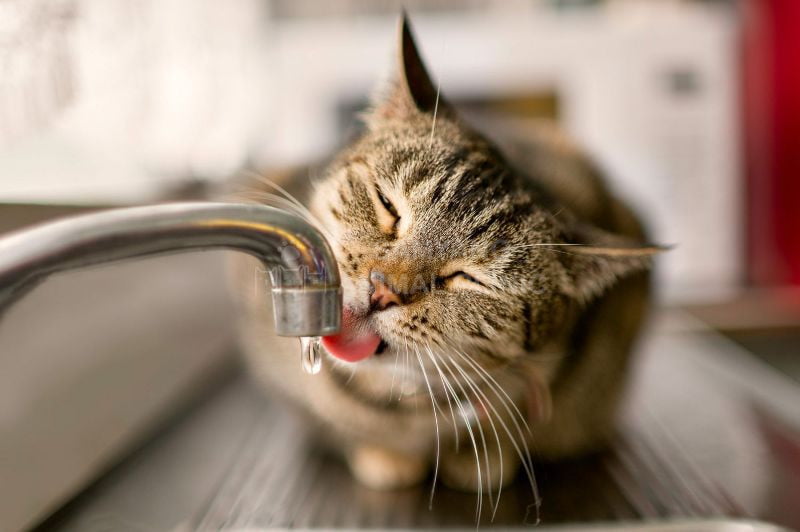 Bệnh thận ở mèo