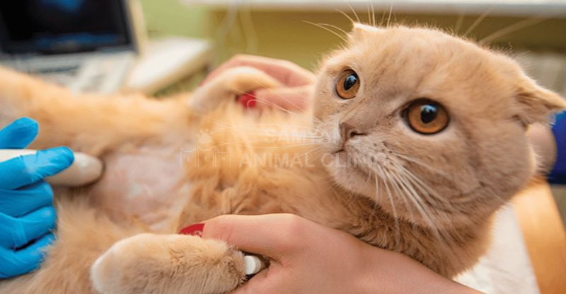 Có một số nguyên nhân gây ra bệnh thận ở mèo