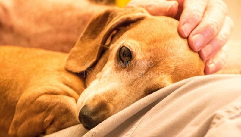 Triệu chứng mất trí nhớ ở chó