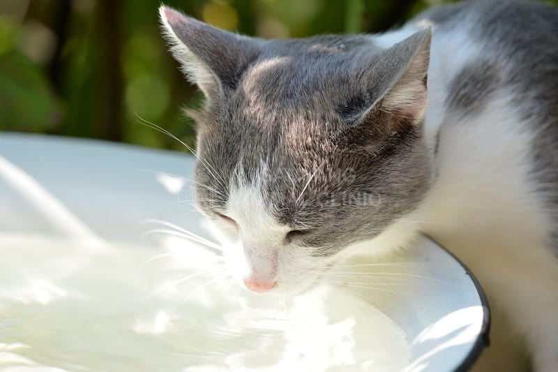 Bổ sung nước cho mèo nếu chẳng may chúng bị say nắng