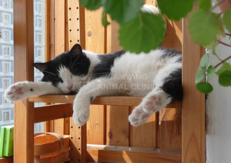 Biểu hiện mèo bị say nắng