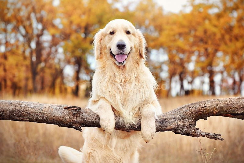 Giống chó Golden Retriever được cho là có nguy cơ cao nhất đối với bệnh u máu ác tính