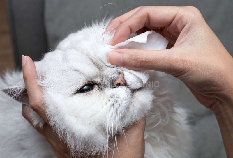 Điều trị viêm kết mạc ở mèo