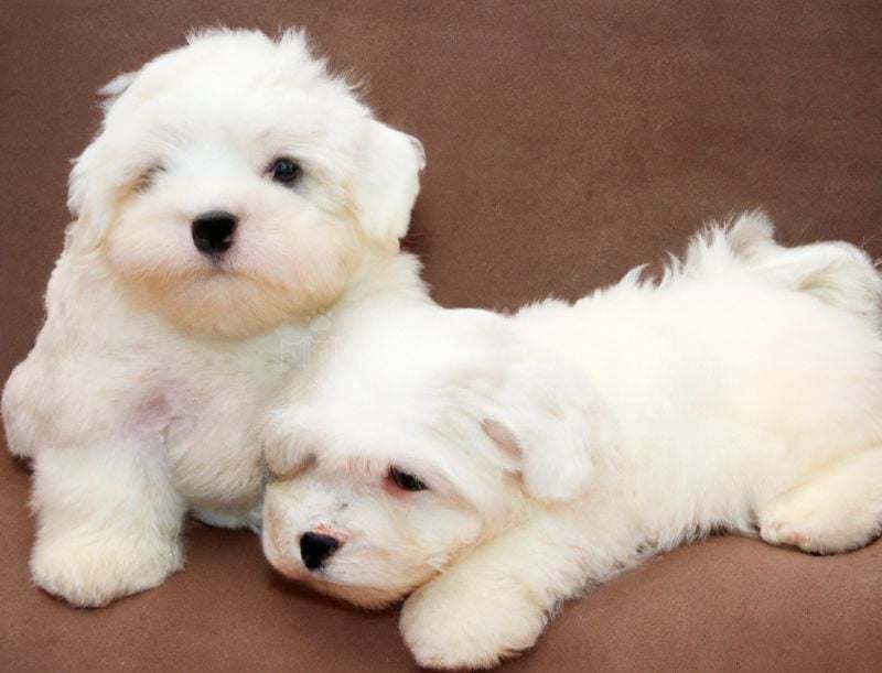 Nhiễm trùng herpes ở chó con