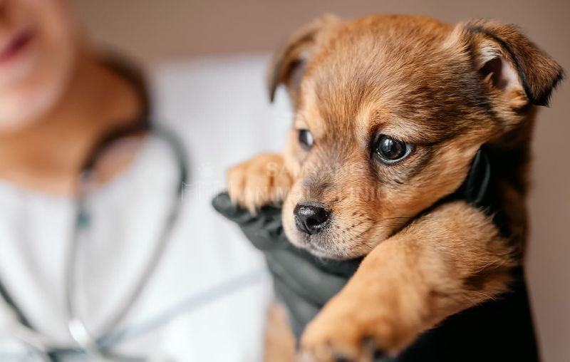 Phương pháp điều trị CHV ở chó