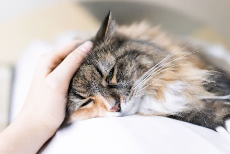 Triệu chứng khi mèo mắc bệnh Parvo/Care