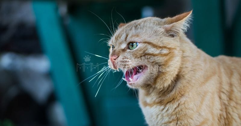 Bệnh dại ở mèo
