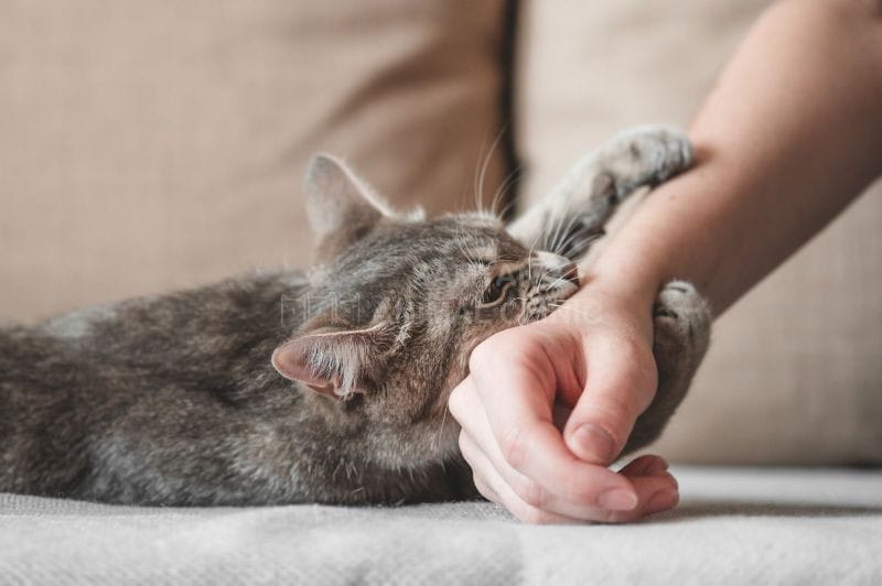 Cách phòng ngừa bệnh dại tốt nhất cho mèo là tiêm phòng vắc xin