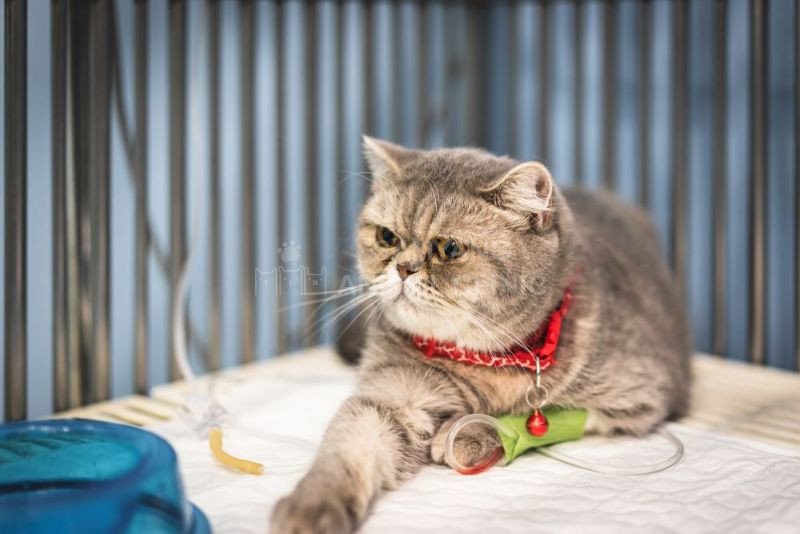 Điều trị ho cũi chó ở mèo