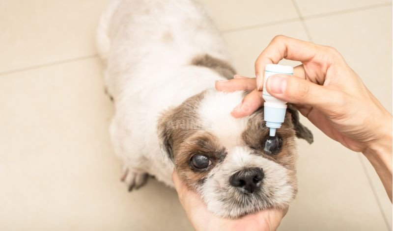 Điều trị tăng nhãn áp