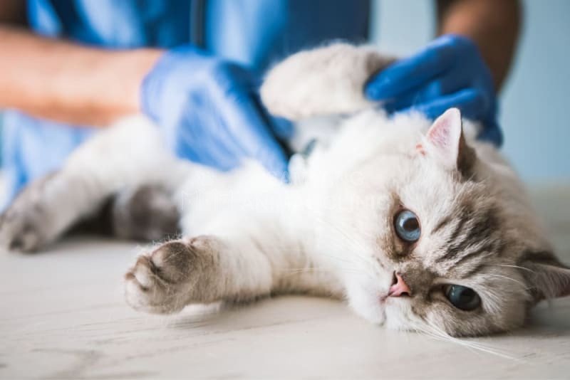 Điều trị mèo bị tiền đình