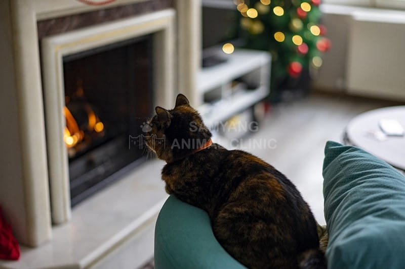 Sử dụng hệ thống sưởi quá mức cũng có thể khiến da mèo khô và gàu