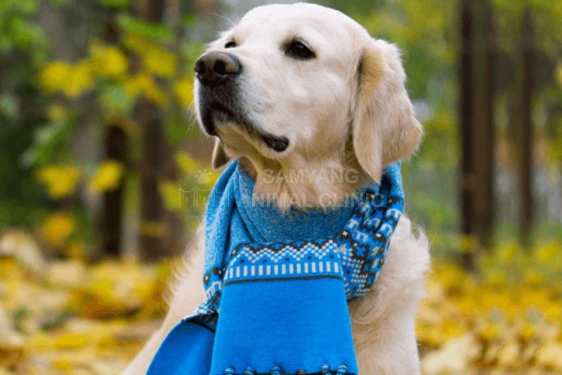 Sử dụng các công cụ hỗ trợ để chó gặp vấn đề xương khớp có thể đi lại tốt hơn