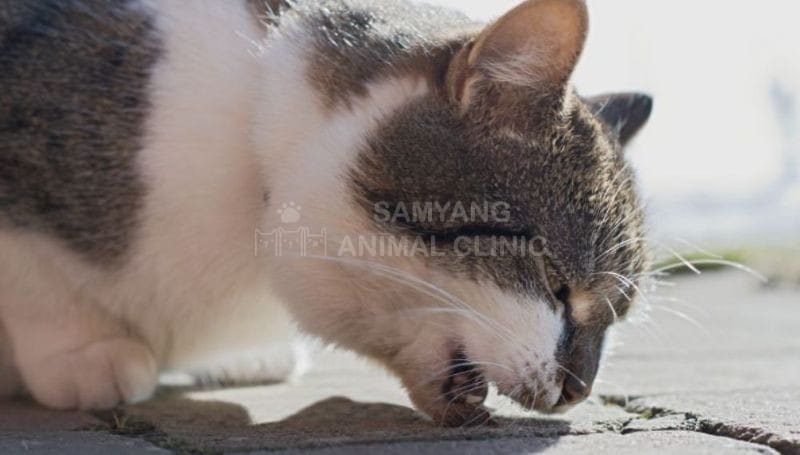 Sử dụng các dòng thức ăn có hỗ trợ đào thải búi lông để mèo được phát triển khỏe mạnh