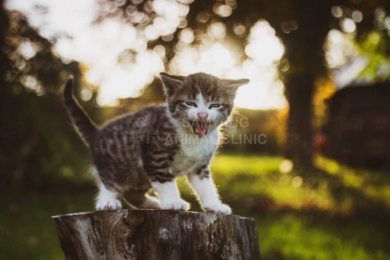 Điều trị nhiễm trùng đường hô hấp cho mèo