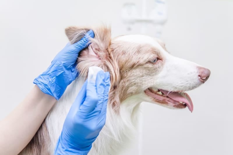 Điều trị chó bị nhiễm Staph