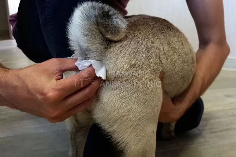 Mèo gặp vấn đề về tuyến hậu môn thường có biểu hiện cắn và liếm ở vùng mông