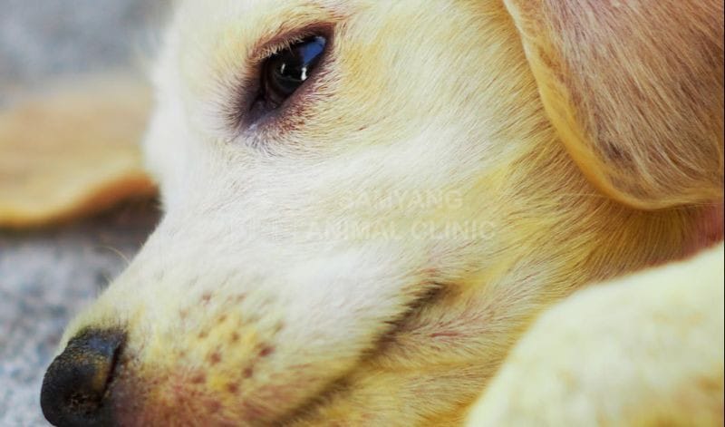 Chó bị bệnh gan là nguyên nhân hàng đầu gây vàng da