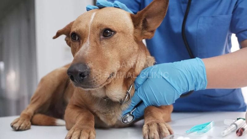 Hãy đưa chó đến gặp bác sĩ thú y để được thăm khám và điều trị nhanh chóng