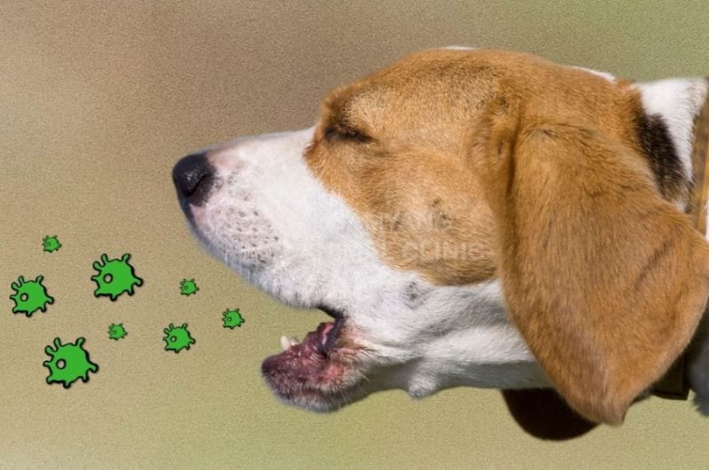 Phân biệt cảm lạnh và ho cũi chó