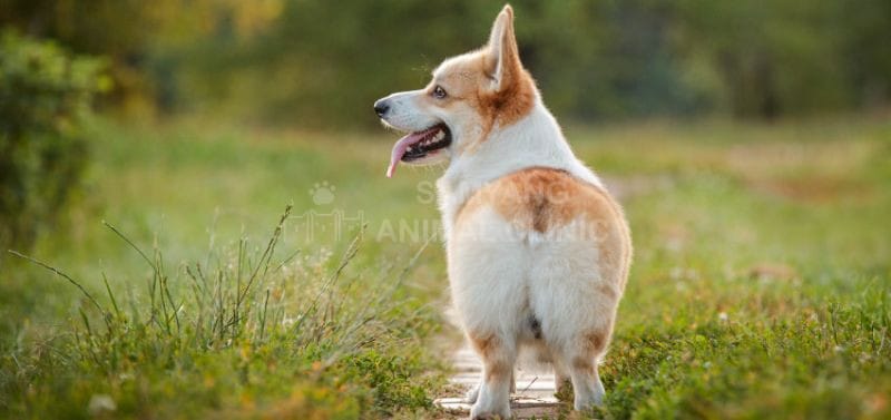 Nếu chó có vấn đề về hậu môn, hãy đưa chúng đến gặp bác sĩ thú y để được thăm khám và điều trị